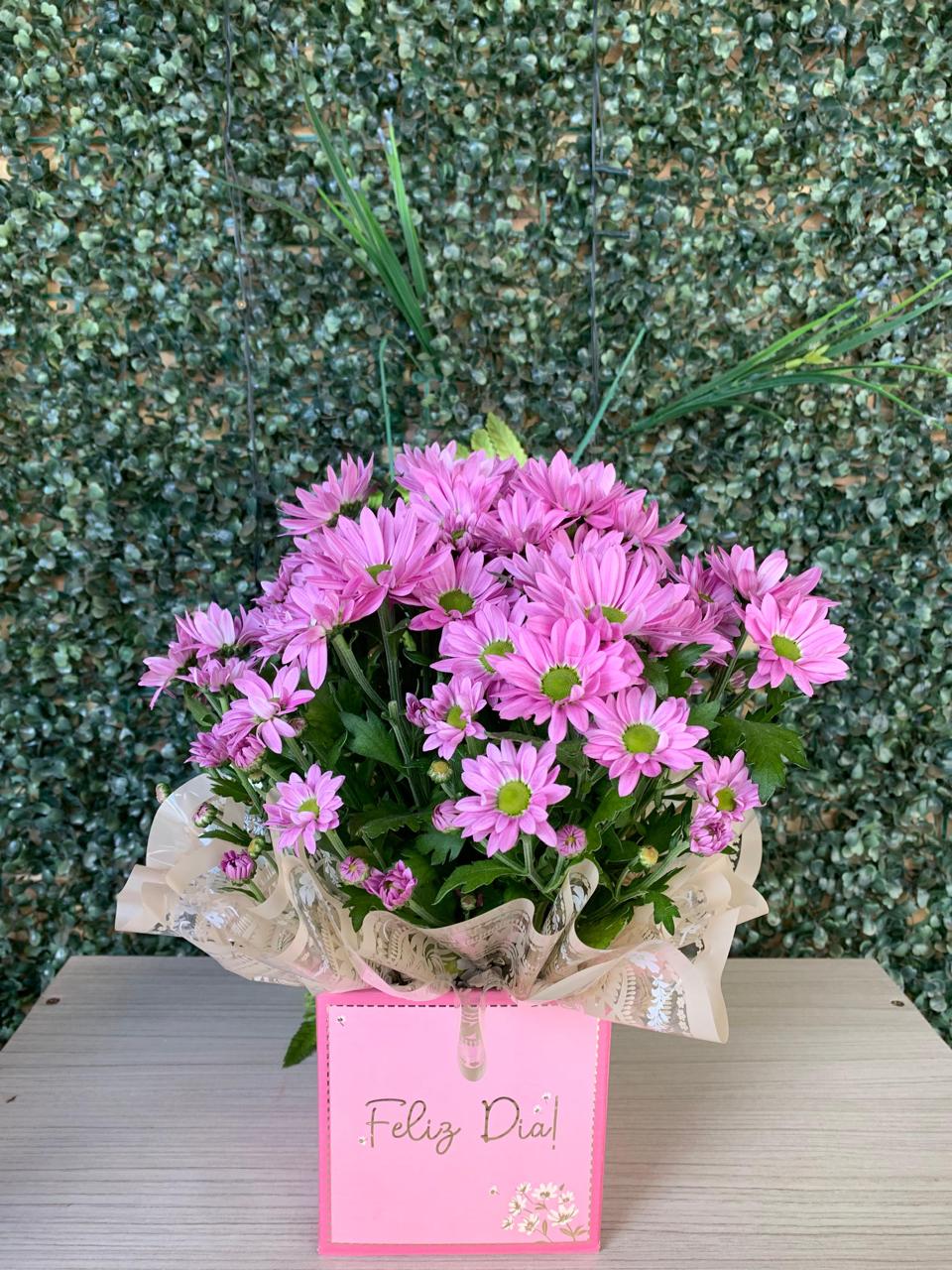 Plantas decoradas para presente — Eliflores